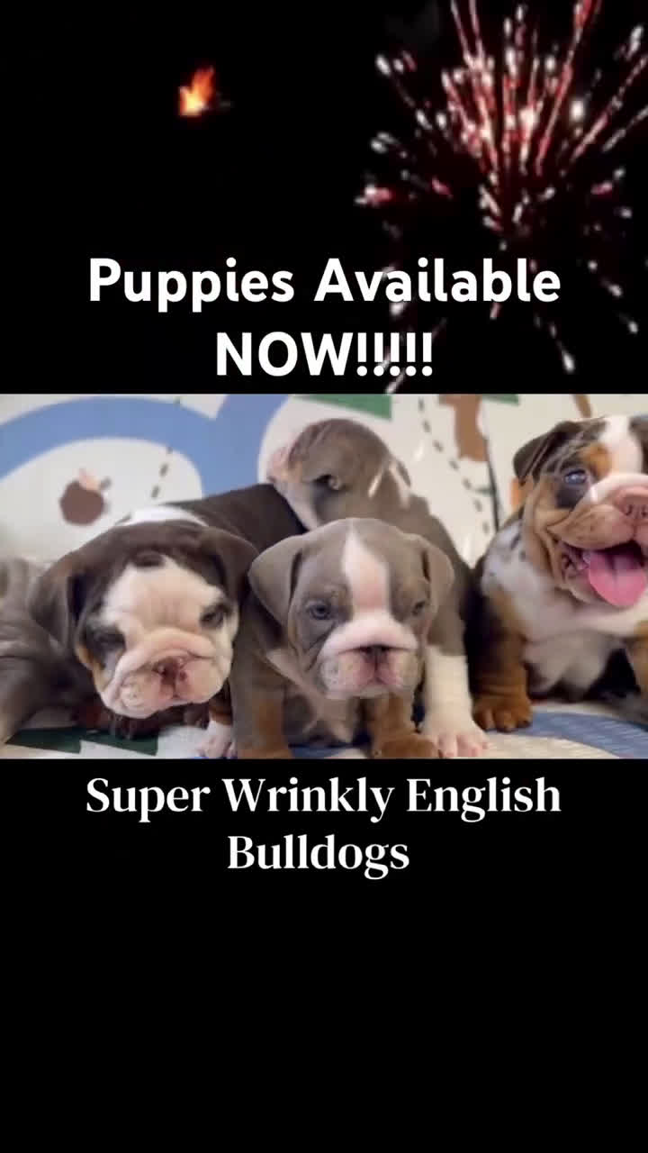 English Bulldog dogs for sale: Xpresso - Video 2