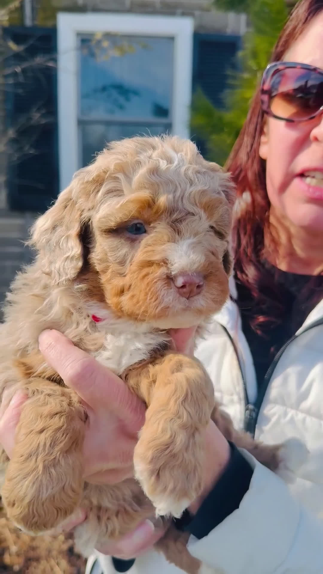 Bernedoodle dogs for sale: Honey - Video 1