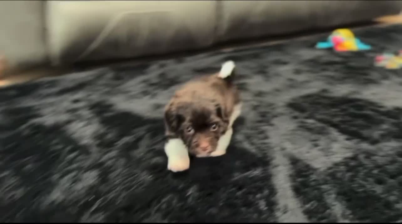 Havanese dogs for sale: Ricky - Video 2
