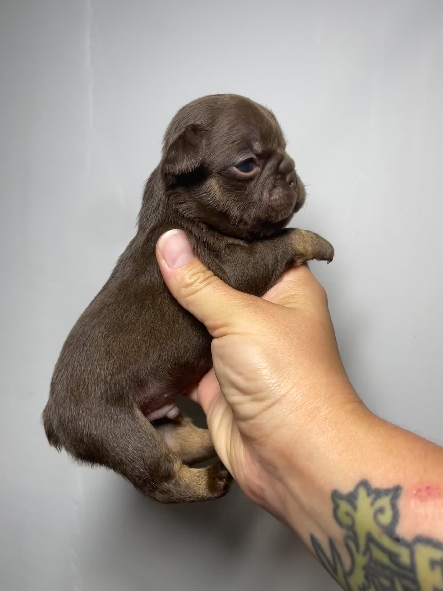 French Bulldog dogs for sale: Cosmo - Video 2