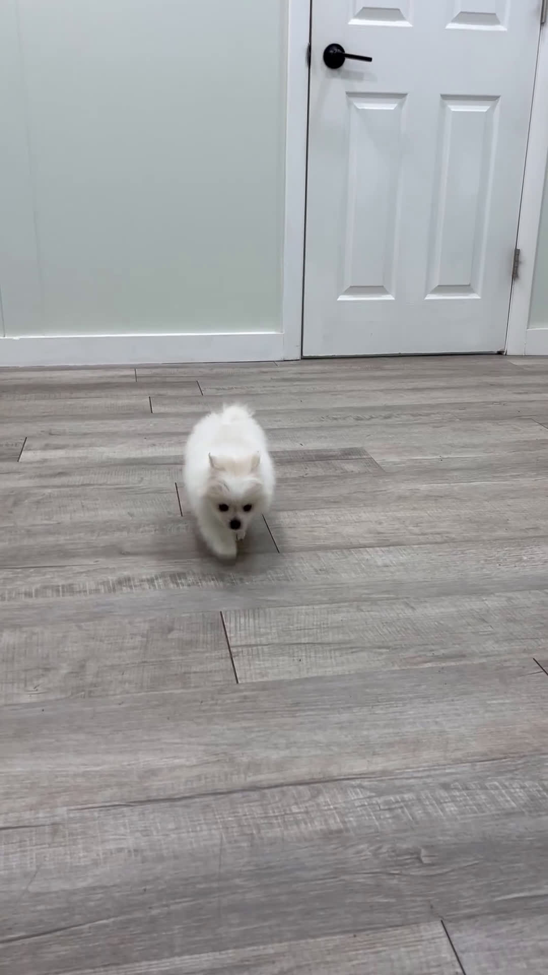 Pomeranian dogs for sale: Sparky - Video 1