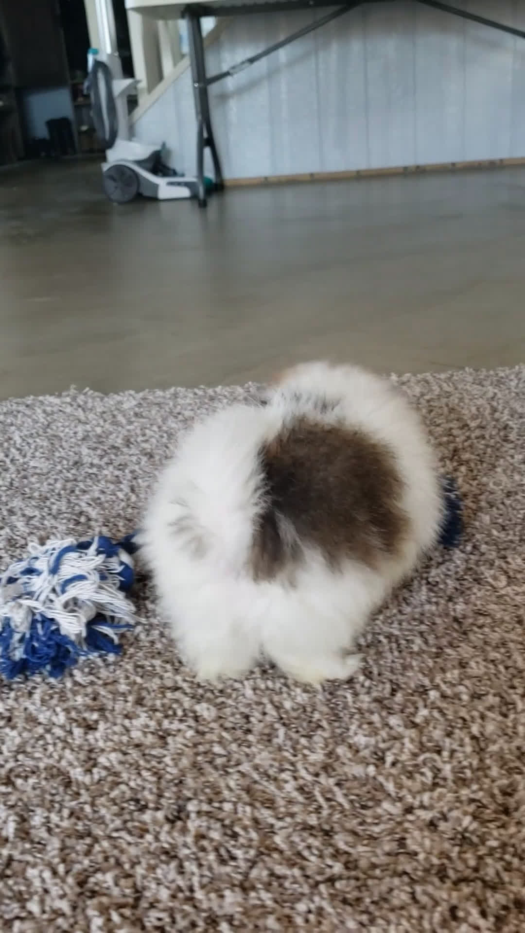 Pomeranian dogs for sale: Paige  - Video 1