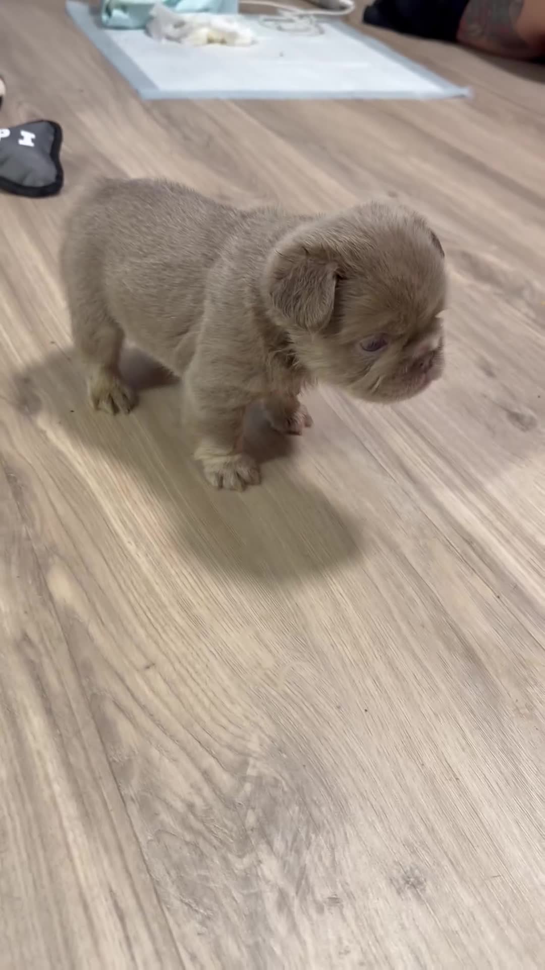 French Bulldog dogs for sale: Pineapple  - Video 3