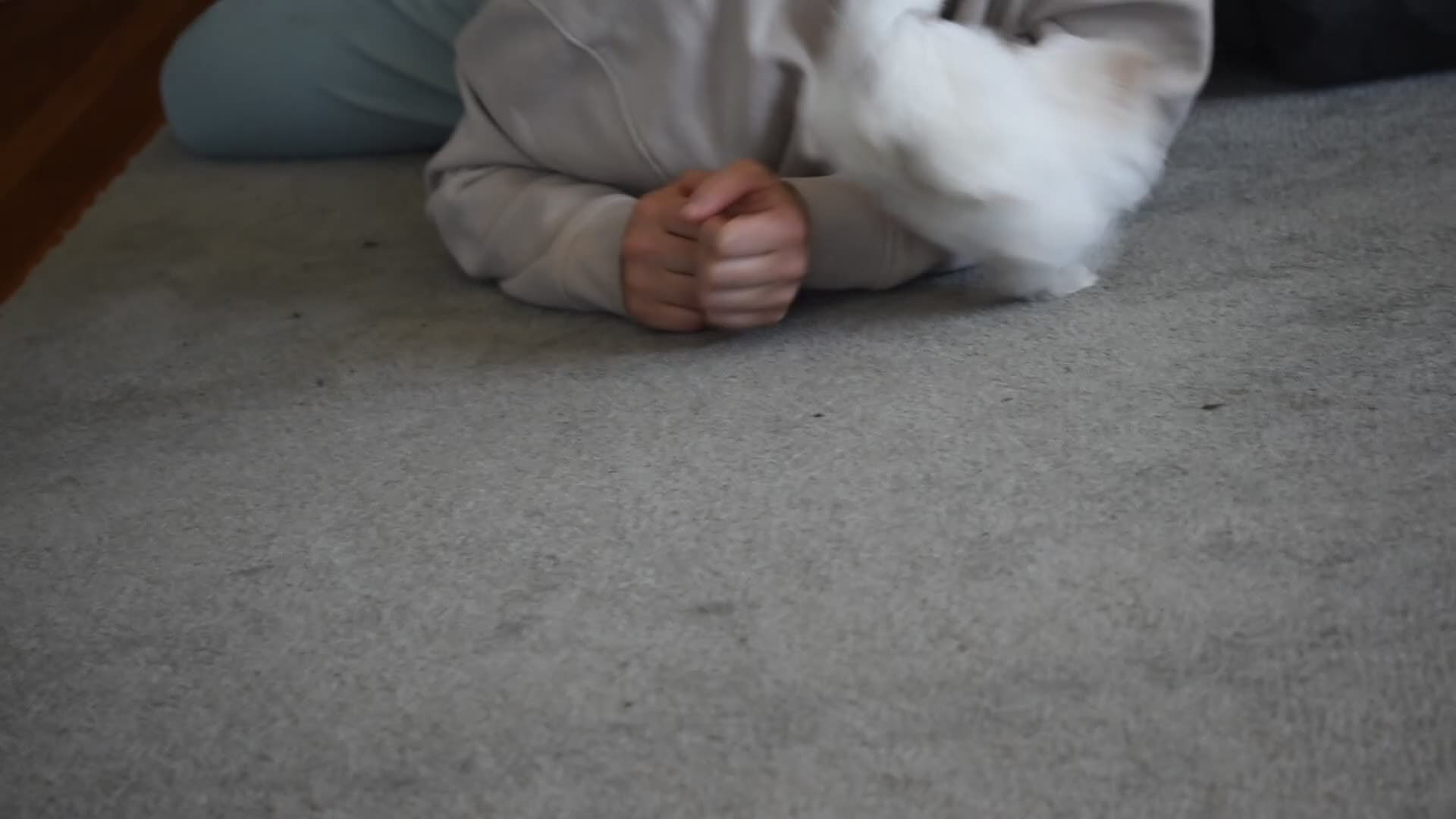 Maltese dogs for sale: Tiny - Video 1