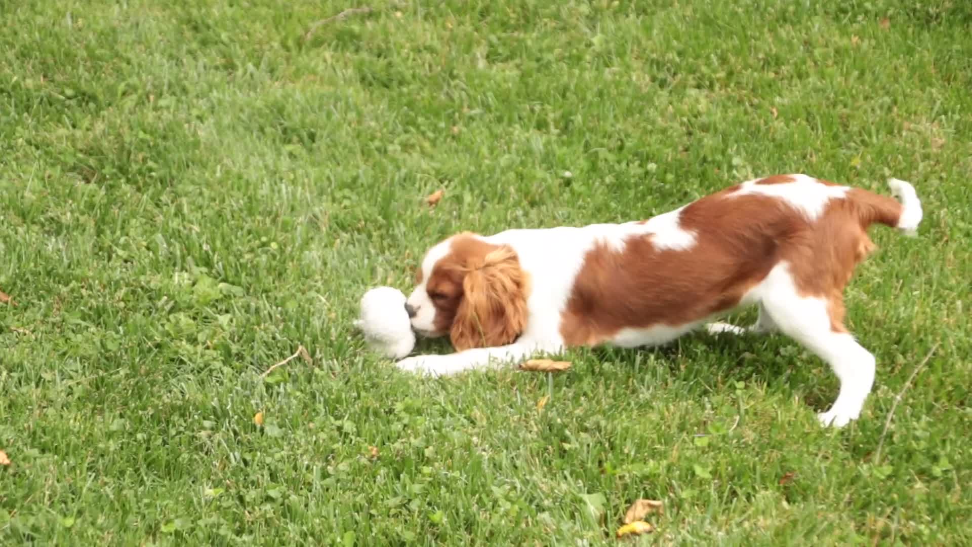 Cavalier King Charles Spaniel dogs for sale: Izzy - Video 1