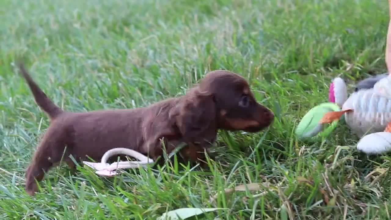 Miniature Dachshund dogs for sale: Stella - Video 1