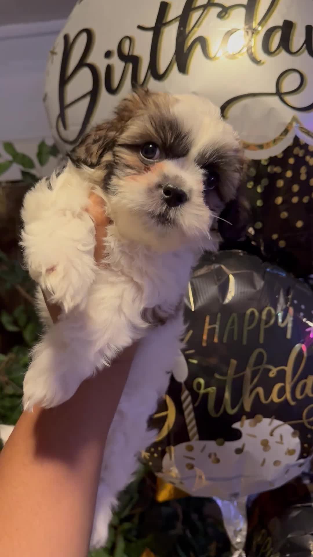 Shih Tzu dogs for sale: Shih Tzu Puppy 3 - Video 1