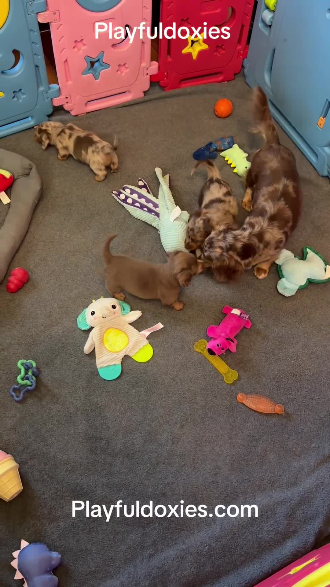 Miniature Dachshund dogs for sale: AKC Isabella Dapple Long Haired Female  - Video 1