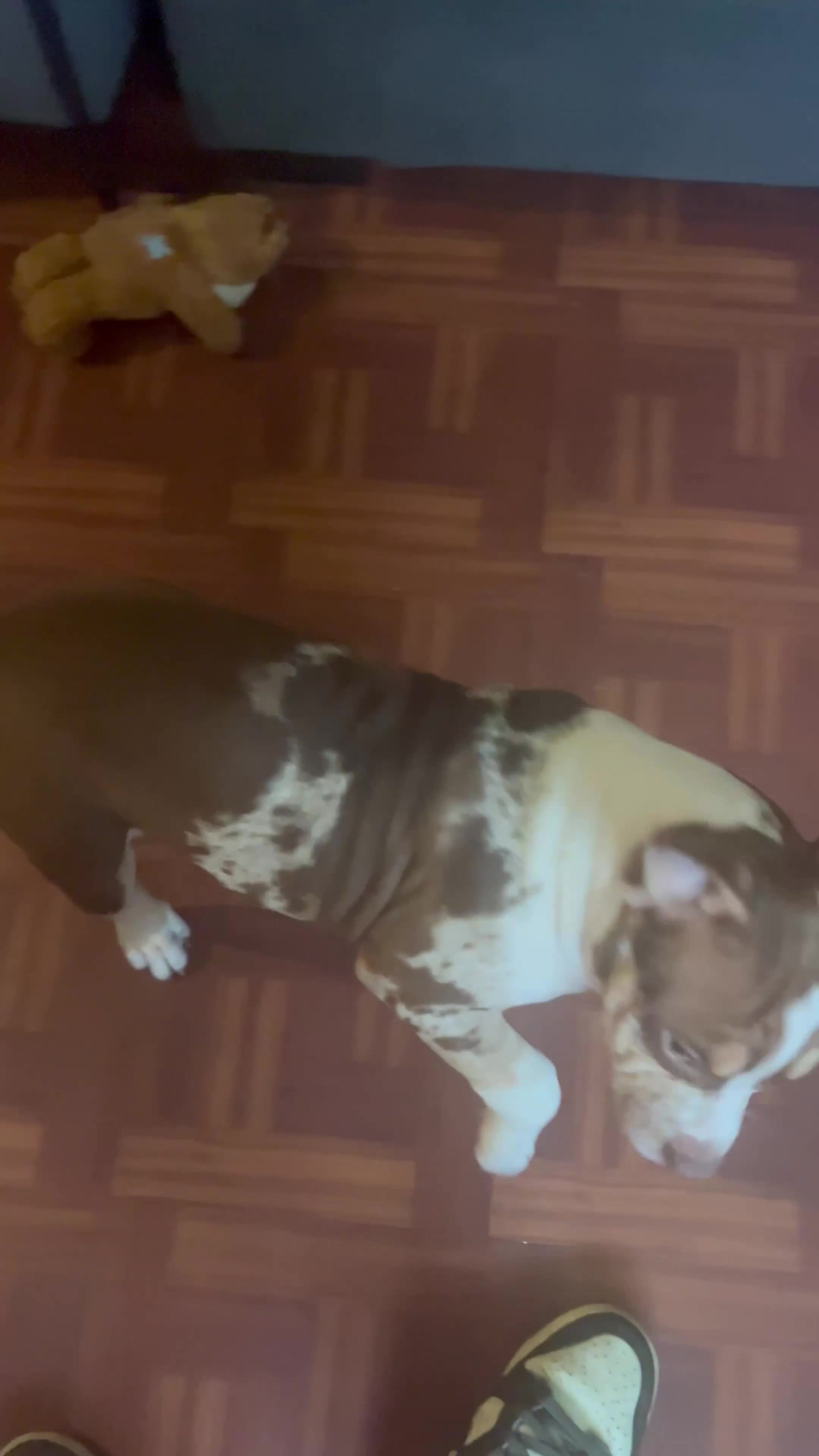 American Bully dogs for sale: American Bully 1 - Video 1