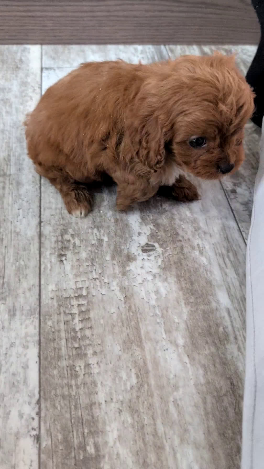 Cavapoo dogs for sale: Turbo  - Video 4