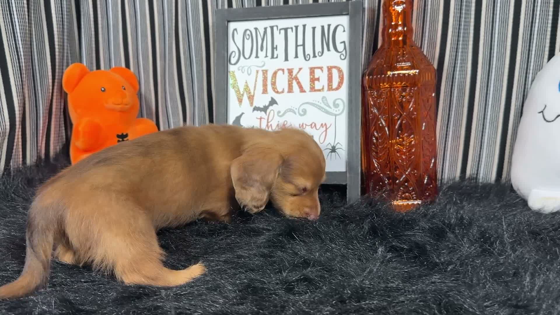 Miniature Dachshund dogs for sale: Miniature Dachshund 1 - Video 2