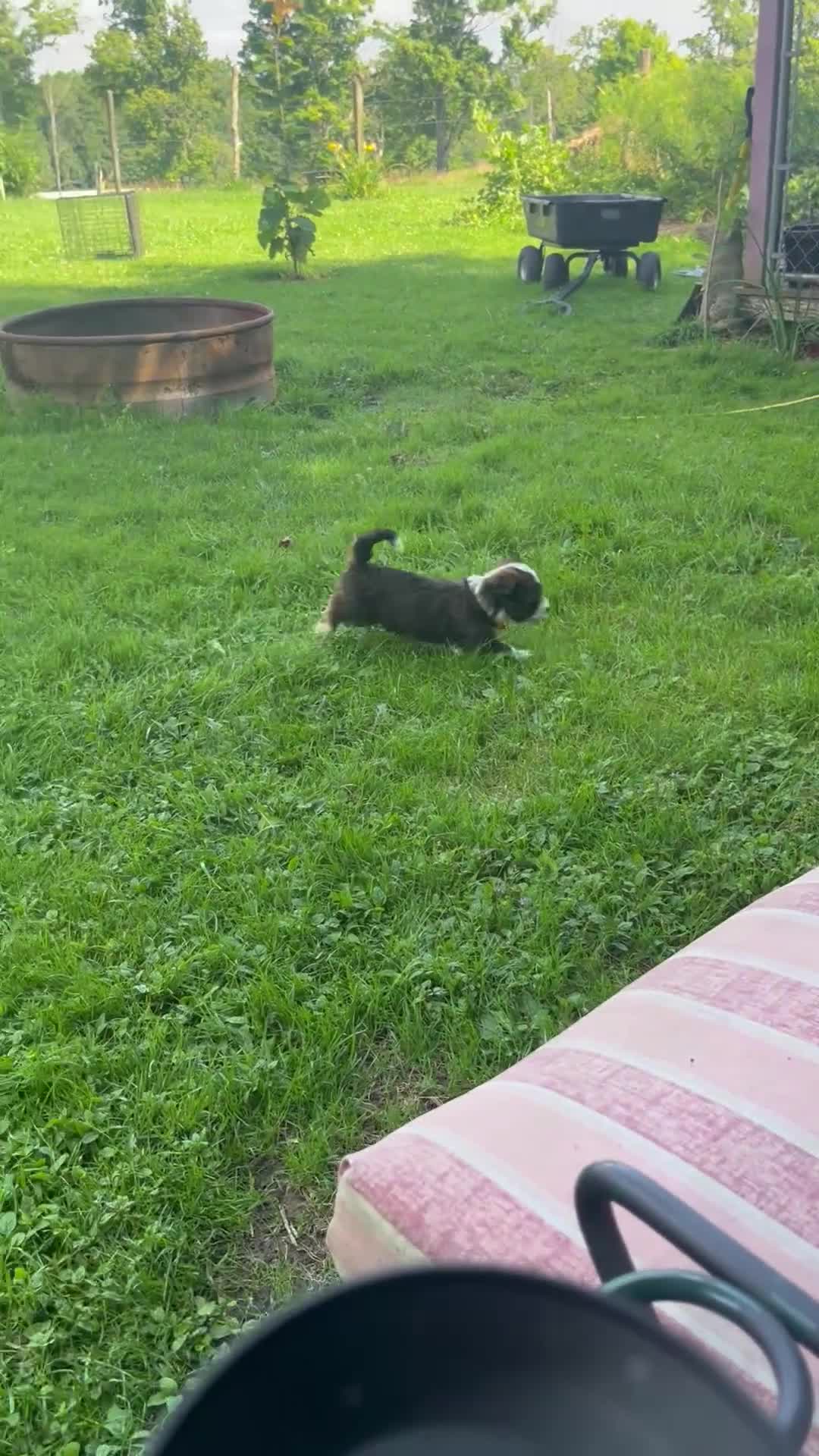 Havanese dogs for sale: Blue - Video 1