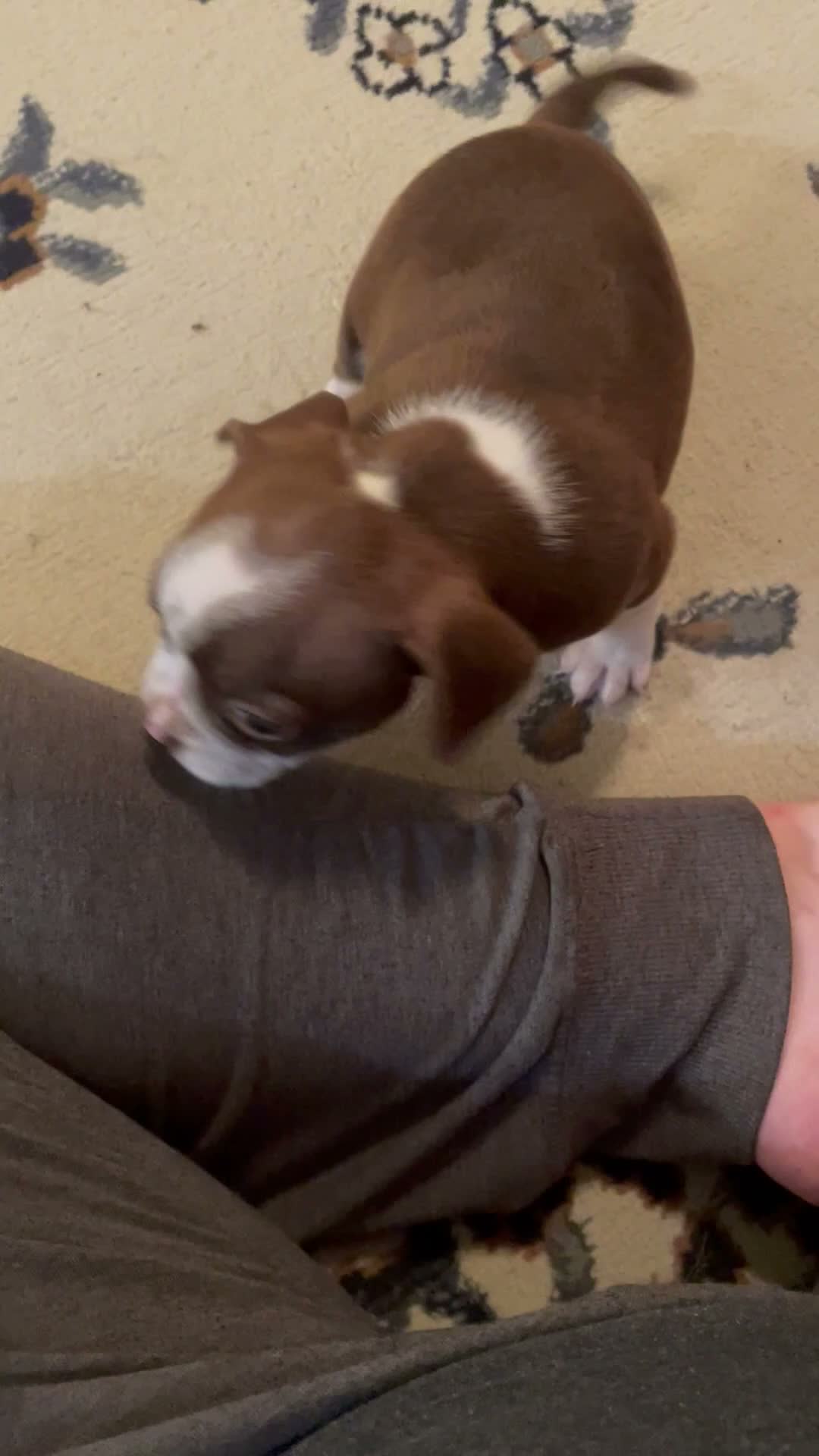 Mixed Breed dogs for sale: Mixed Breed 1 - Video 1