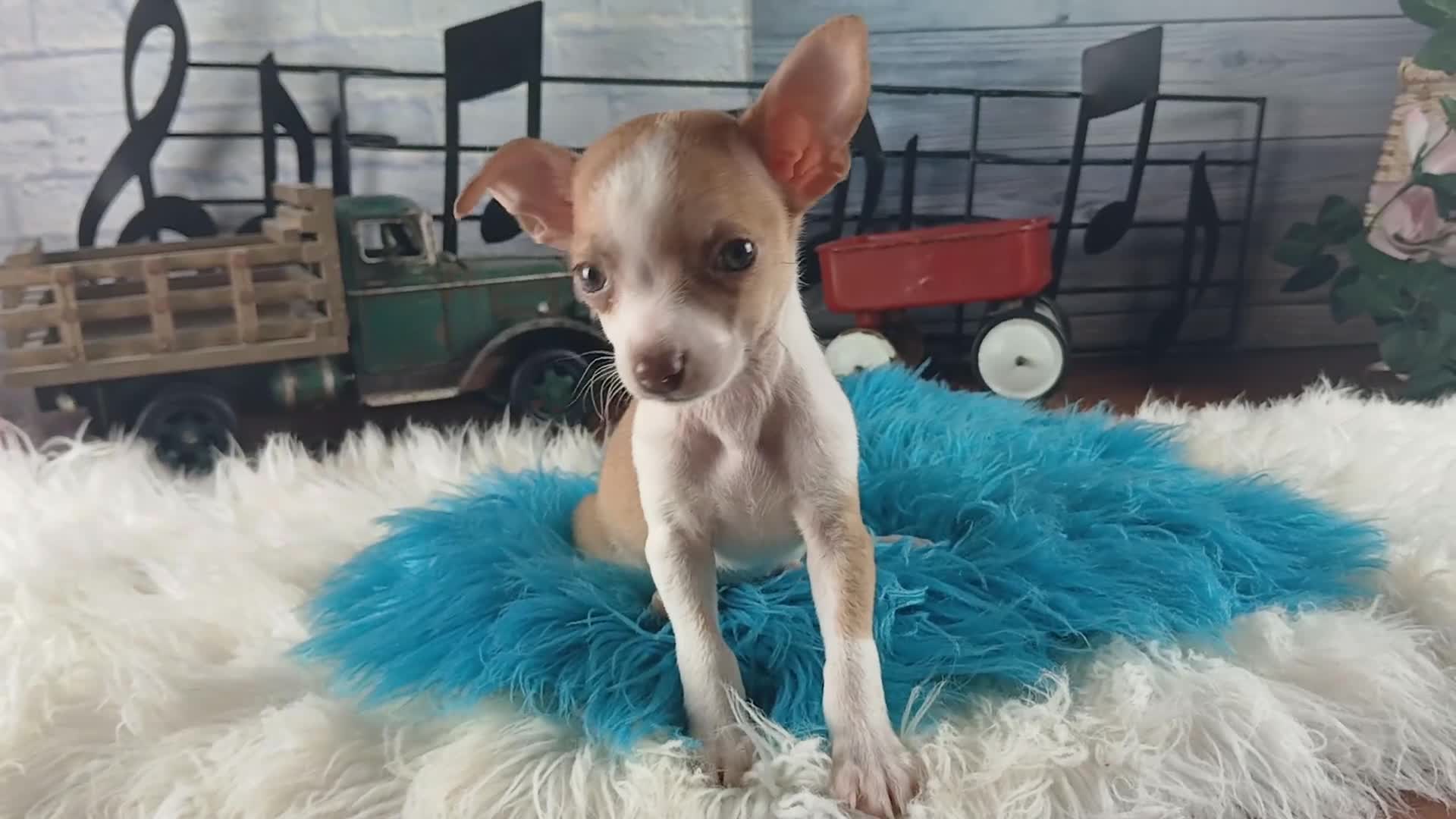Chihuahua dogs for sale: Micro Teacup white female. Hand Delivery  - Video 3