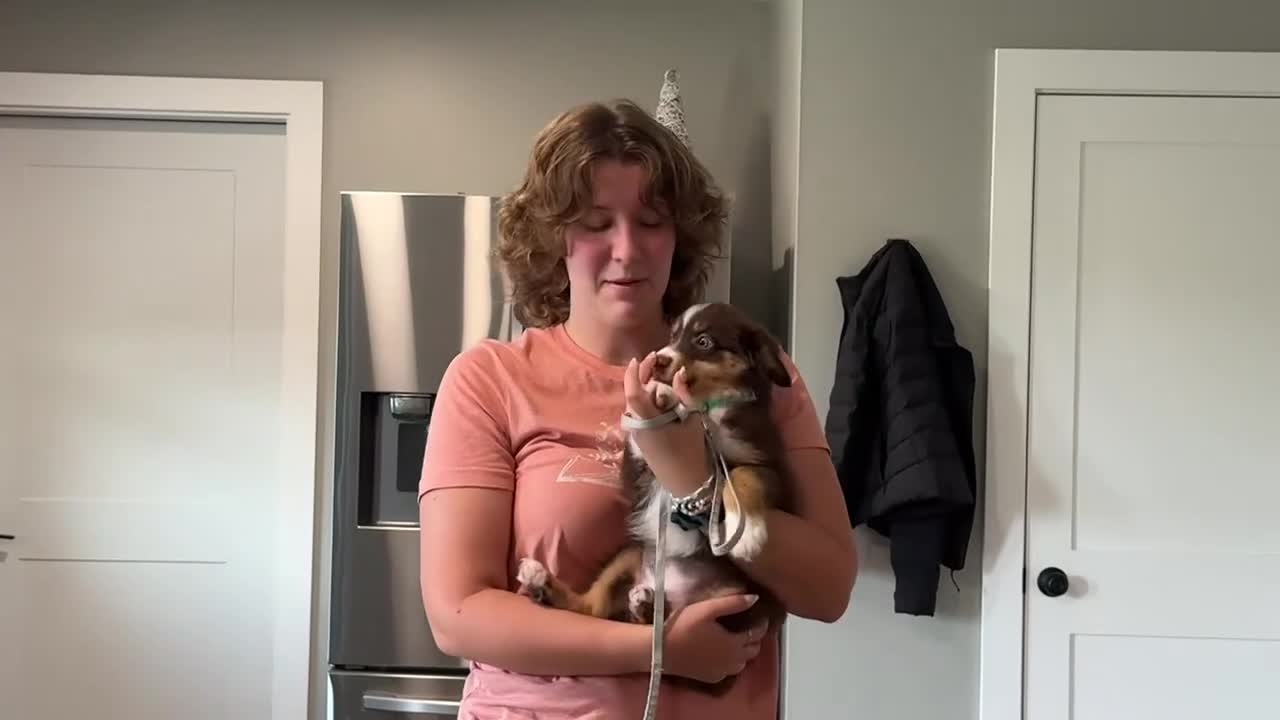 Miniature Australian Shepherd dogs for sale: Rocky - Video 1