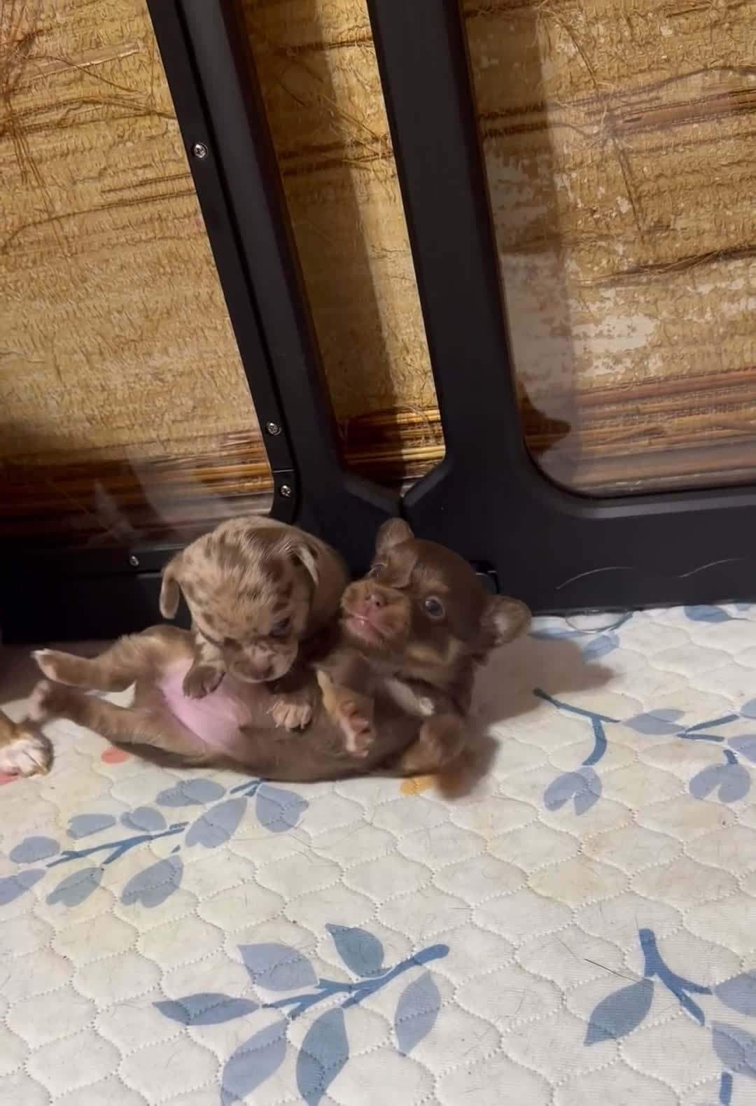 Chihuahua dogs for sale: Dolly - Video 1