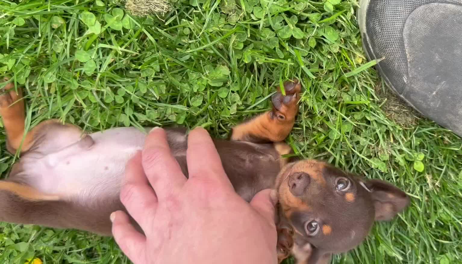 Miniature Dachshund dogs for sale: AKC Rolo SH DNA clear LH Carrier  - Video 1