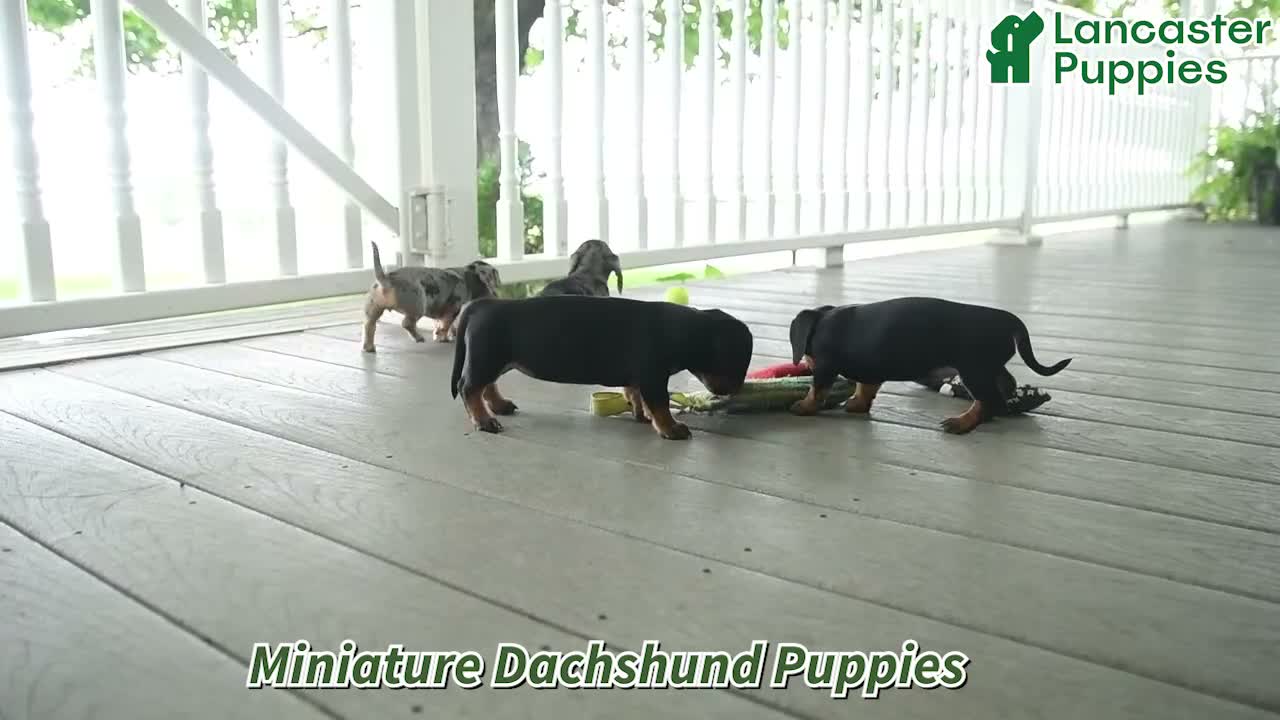 Miniature Dachshund dogs for sale: Sparky - Video 1