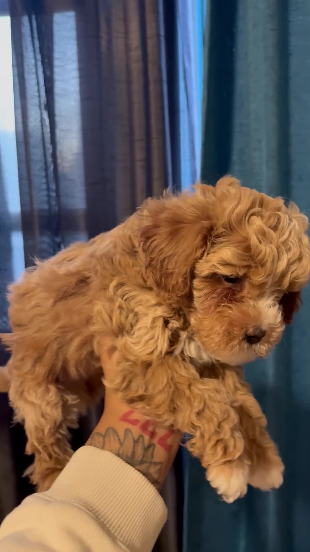 Shihpoo dogs for sale: Bentley  - Video 1