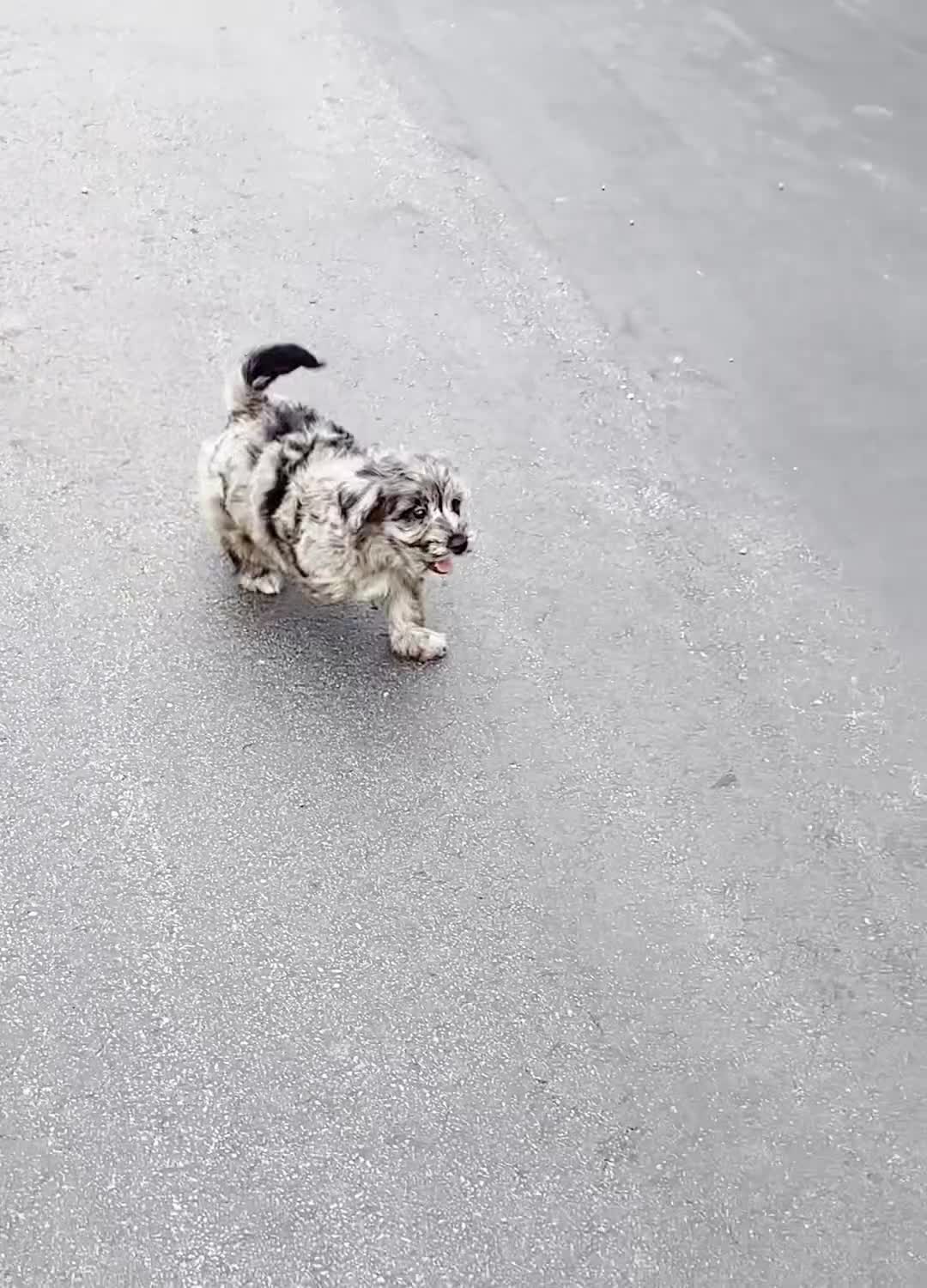 Yorkiepoo dogs for sale: Gucci - Video 1