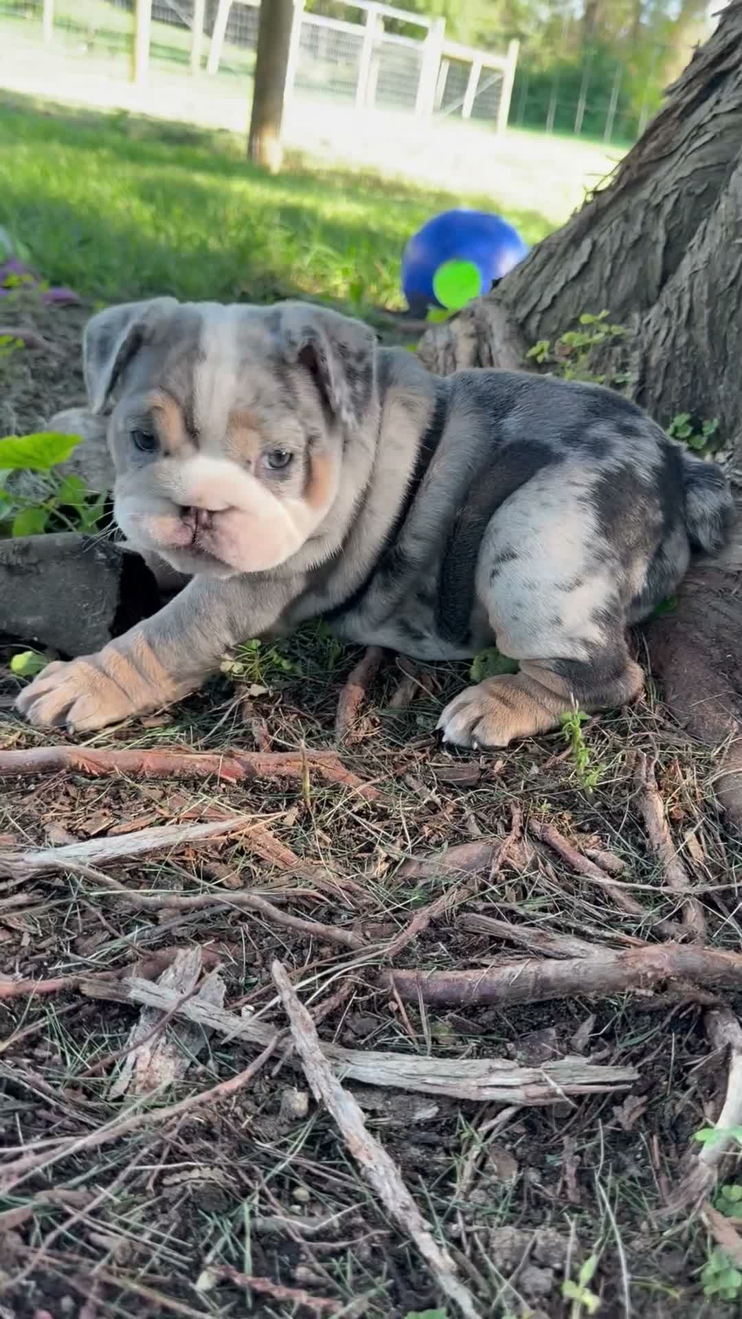 English Bulldog dogs for sale: Tilly - Video 1