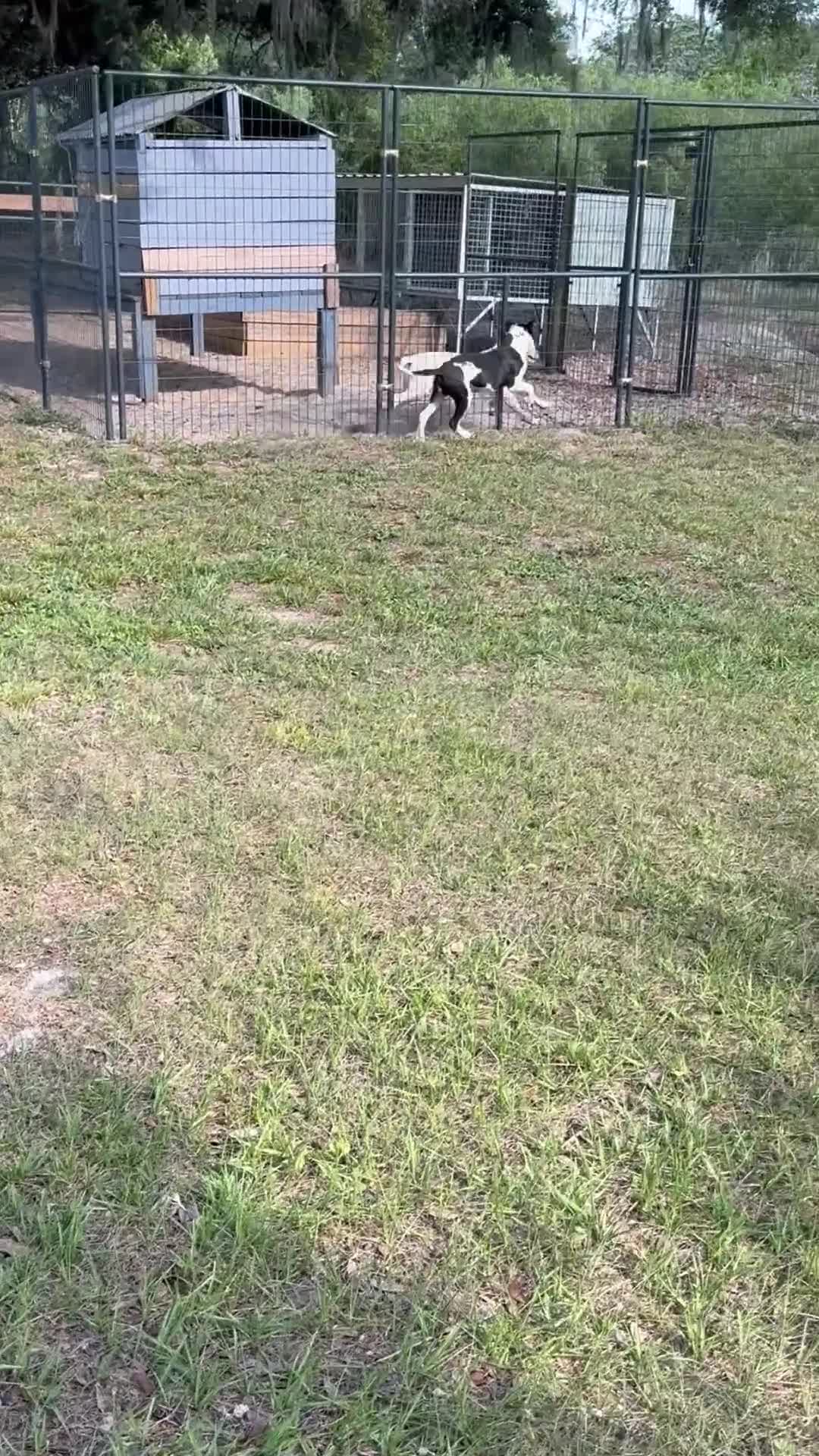 American Bulldog dogs for sale: American Bulldog Puppy Simeon - Video 1
