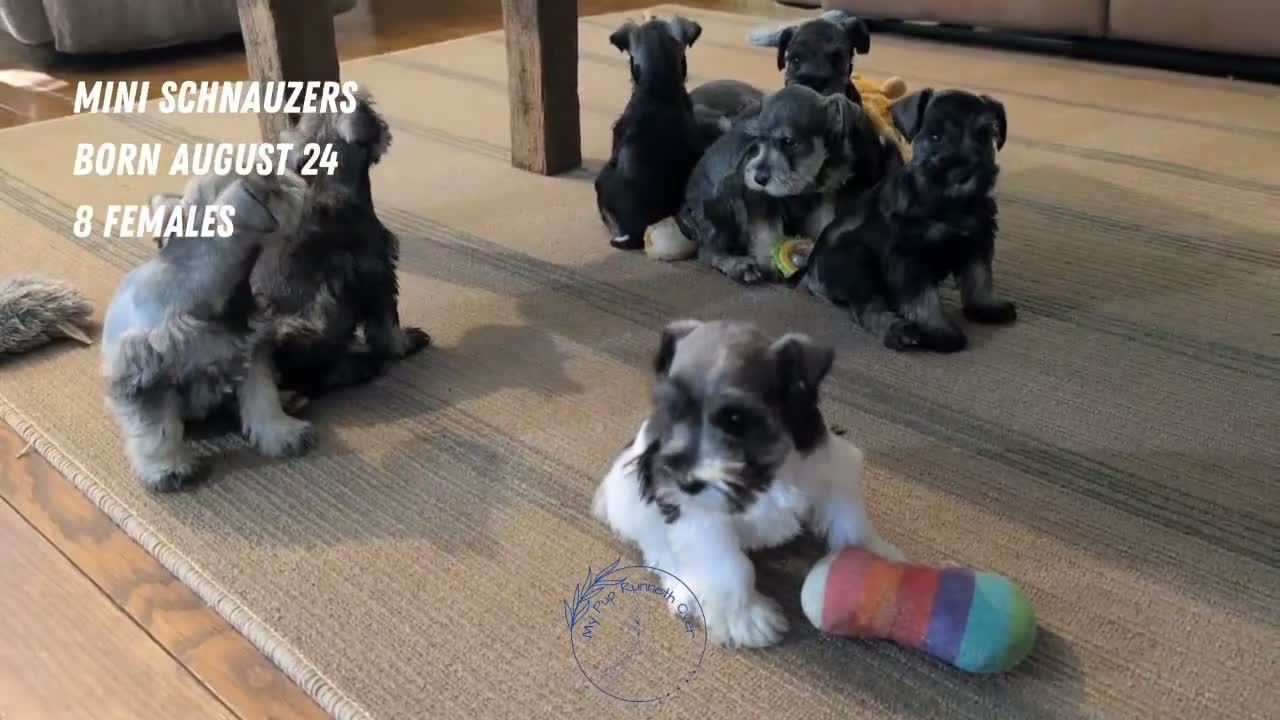 Miniature Schnauzer dogs for sale: Clover - Video 2