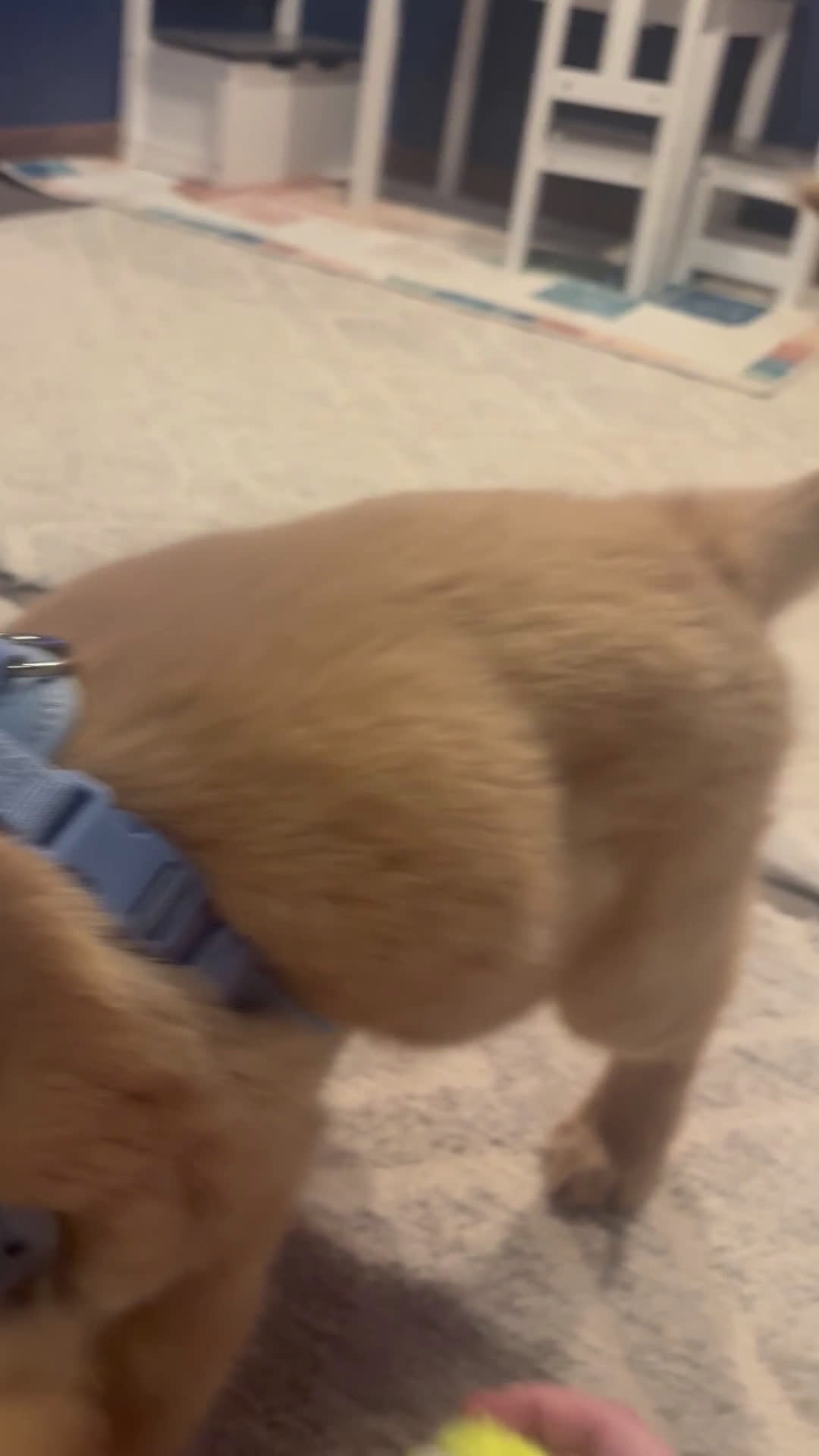 Golden Retriever dogs for sale: Golden Retriever Puppy 1 - Video 1