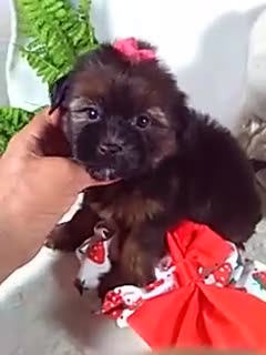Shorkie dogs for sale: Gia - Video 1