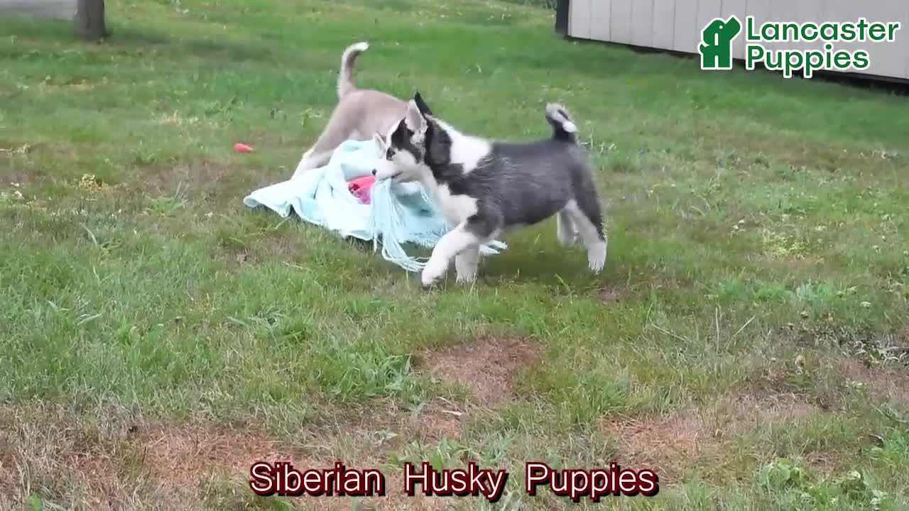 Siberian Husky dogs for sale: Shasta - Video 1