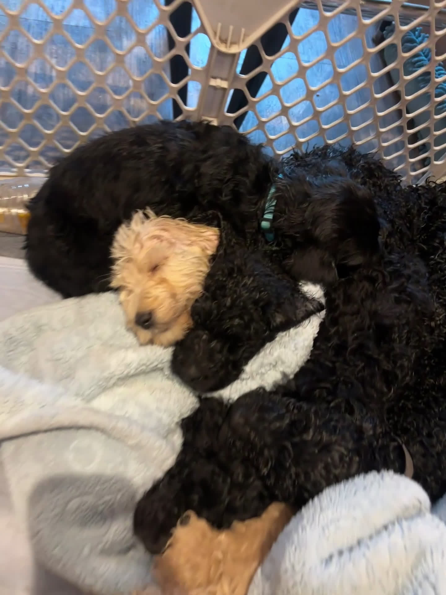 Labradoodle dogs for sale: Labradoodle Puppy 6 - Video 1