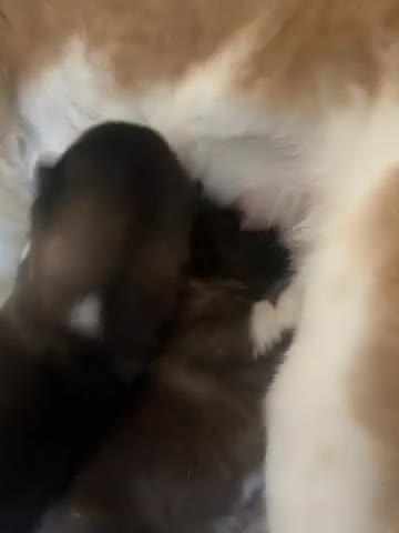 Akita dogs for sale: Akita 7 - Video 1