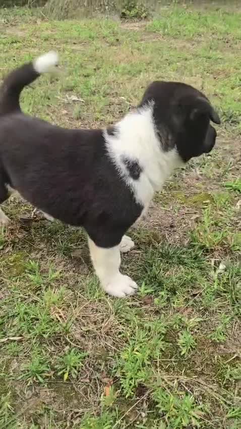 Akita dogs for sale: Bella  - Video 2