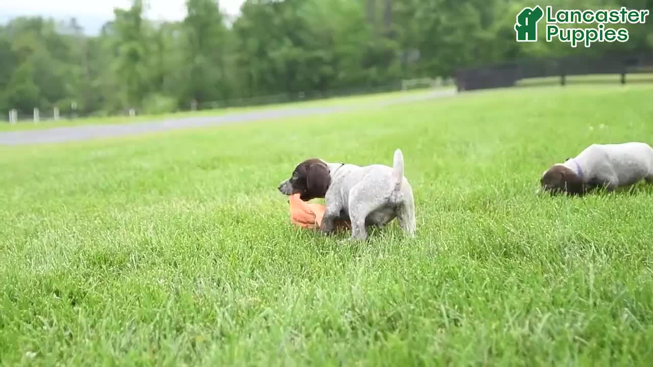 German Shorthaired Pointer dogs for sale: Sasha - Video 1