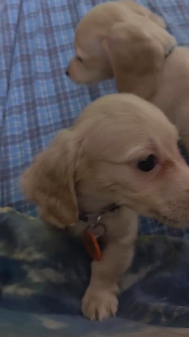 Miniature Dachshund dogs for sale: Mario - Video 2