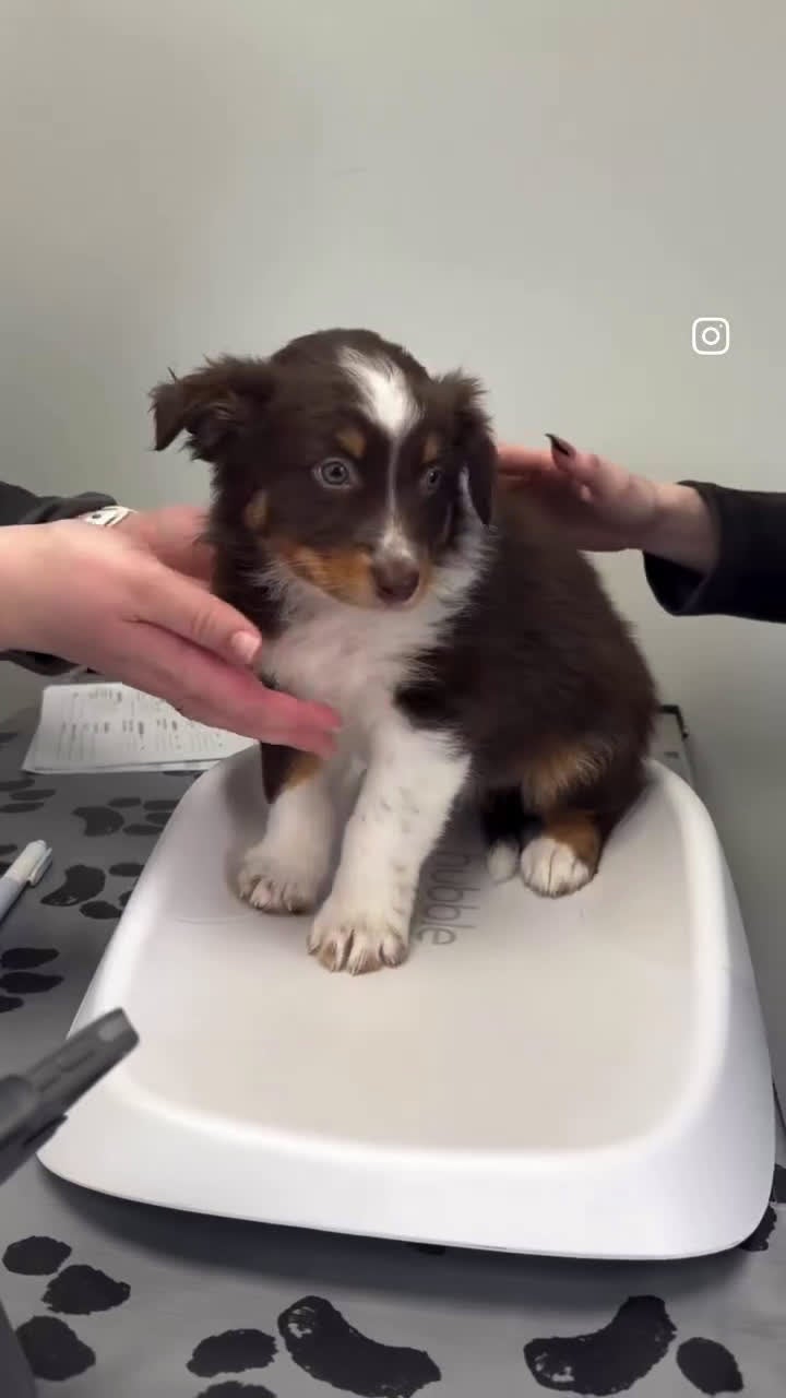 Australian Shepherd dogs for sale: Australian Shepherd Puppy 3 - Video 1