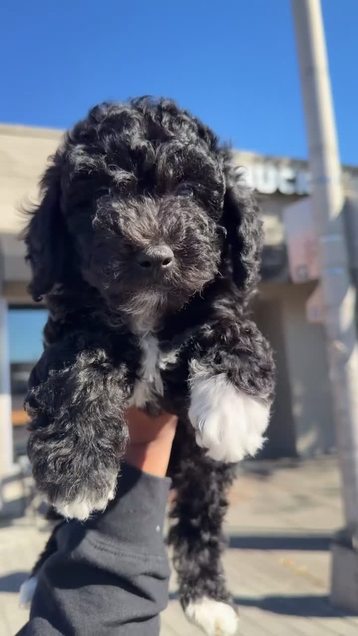 Miniature Poodle dogs for sale: ORIEO - Video 1