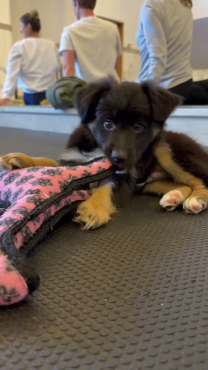 Australian Shepherd dogs for sale: Maggie - Video 1