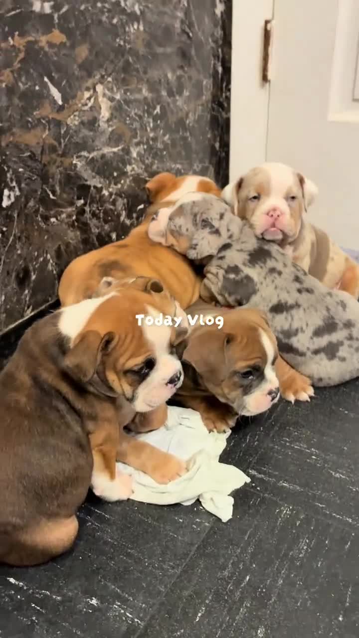 Mixed Breed dogs for sale: Maggie mini hybrid bulldog  - Video 1