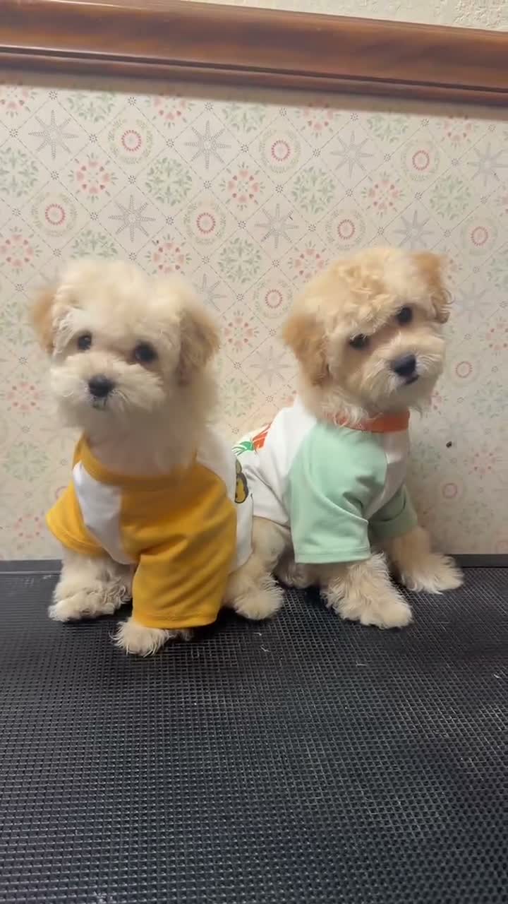 Maltipoo dogs for sale: Micky  - Video 1
