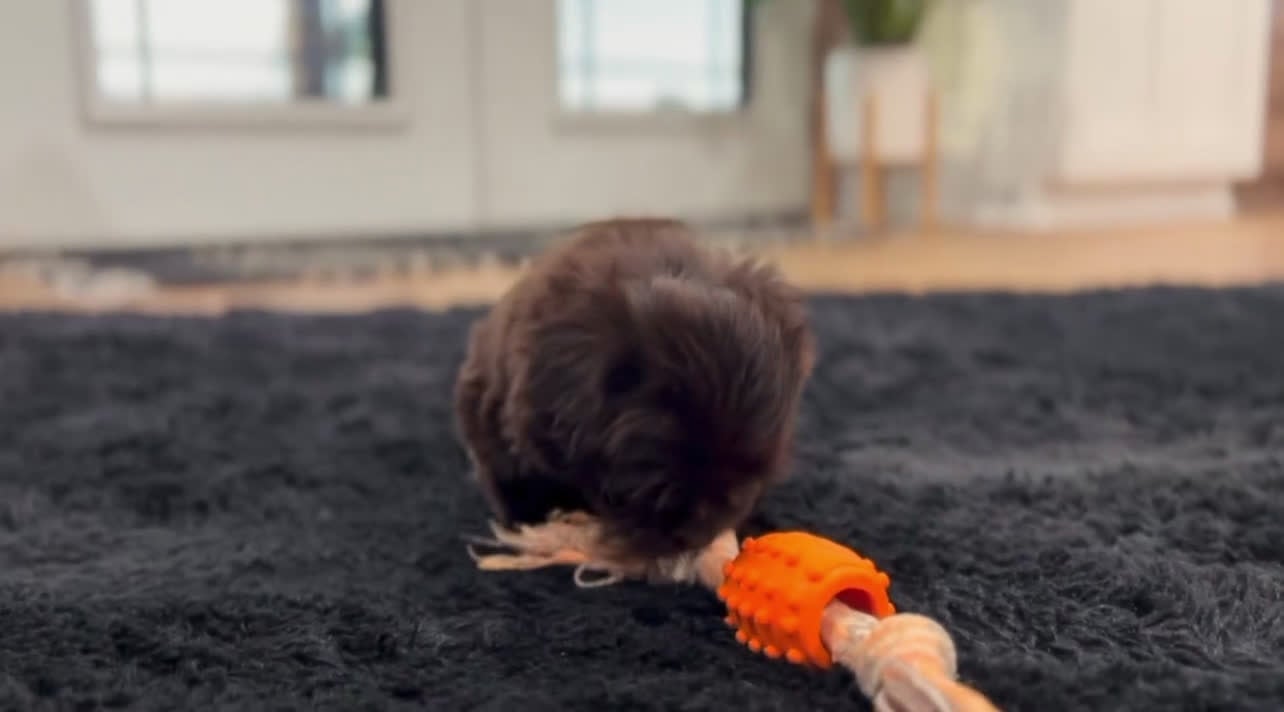 Havanese dogs for sale: Angel - Video 2