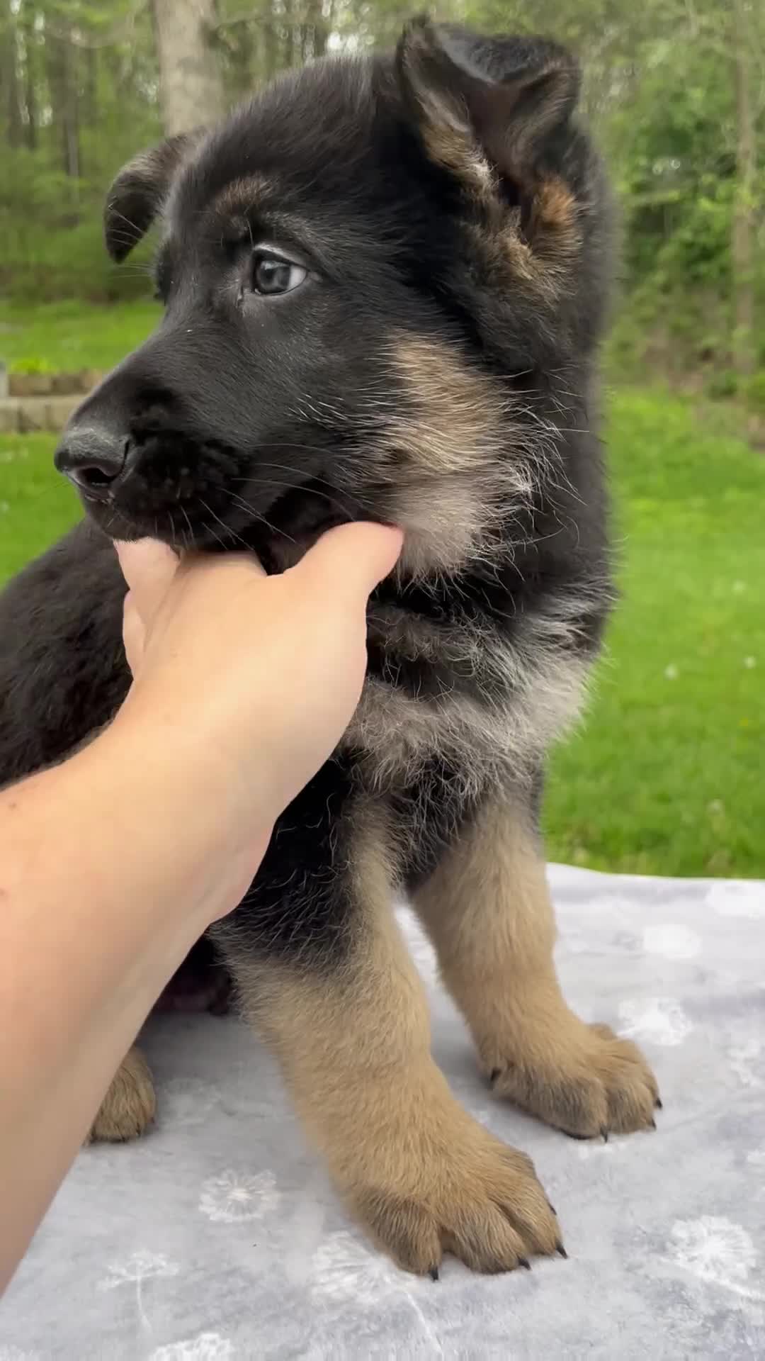 German Shepherd dogs for sale: Captain - Video 1