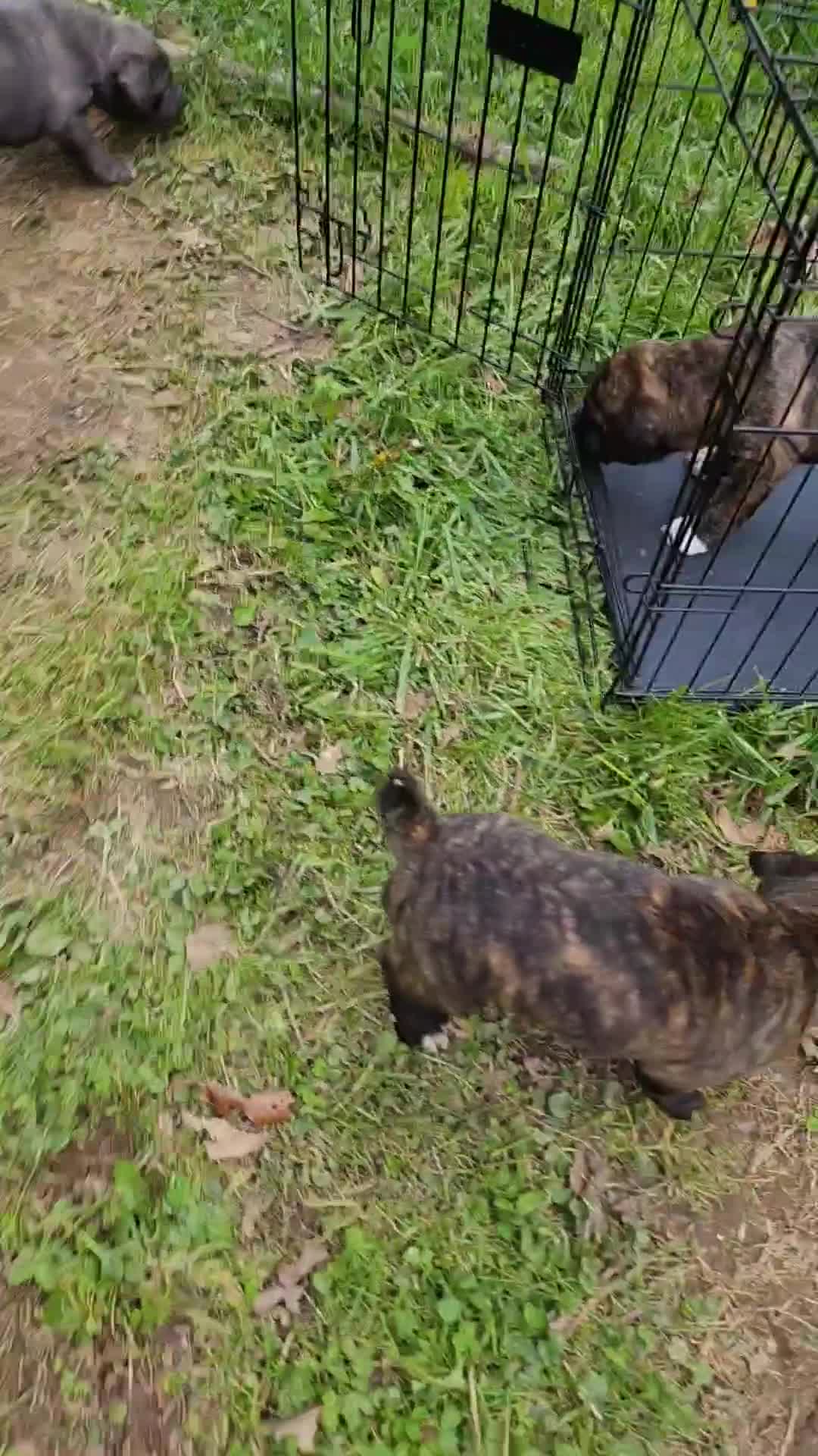 Mixed Breed dogs for sale: Mixed Breed Puppy 5 - Video 1