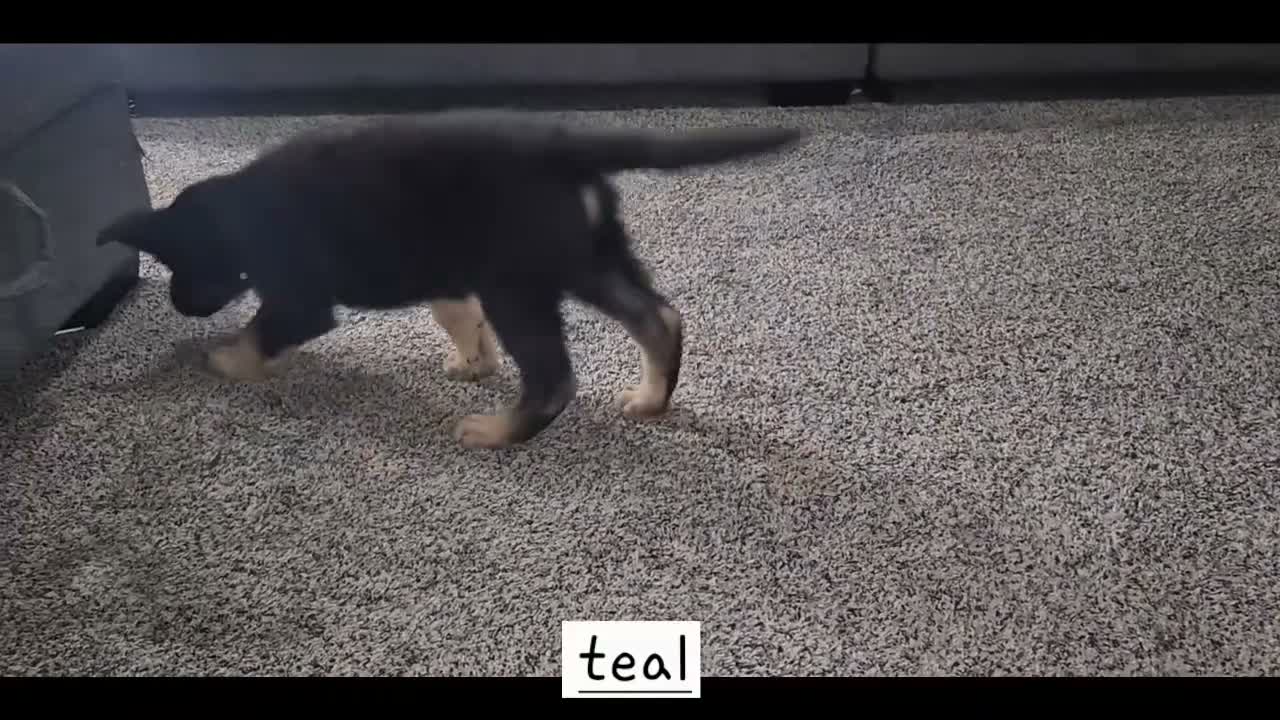 German Shepherd dogs for sale: Teal Boy - Video 1