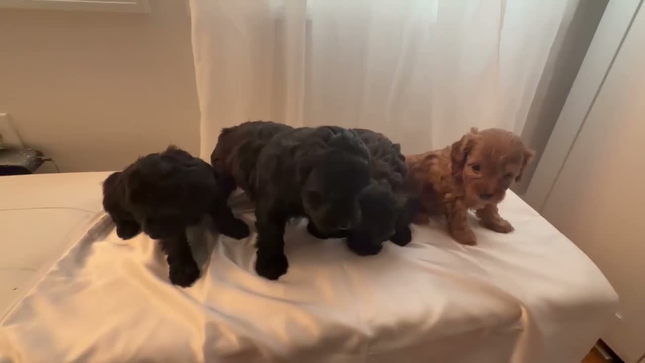 Yorkiepoo dogs for sale: Yumi - Video 1