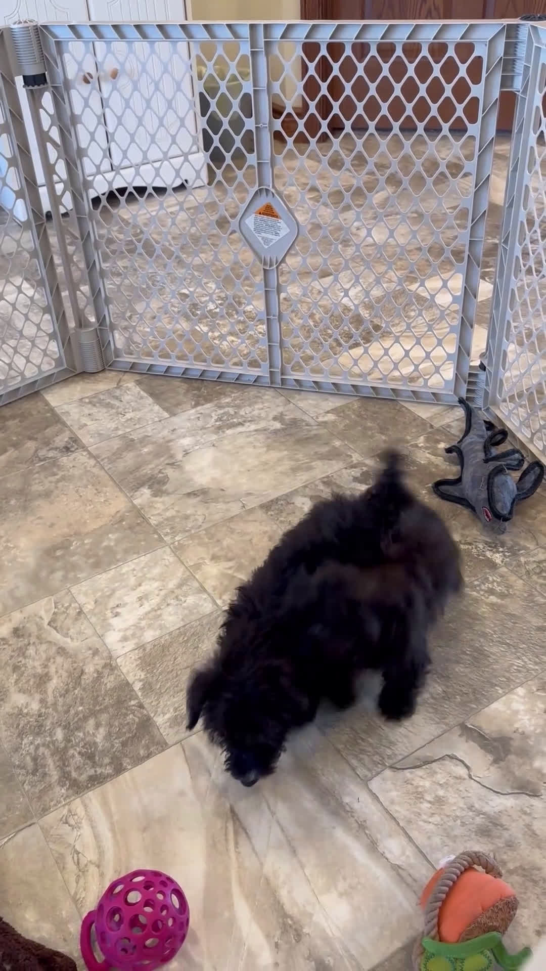 Yorkiepoo dogs for sale: Pablo  - Video 1
