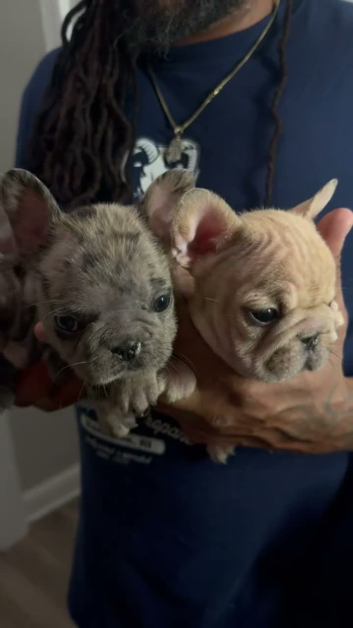 French Bulldog dogs for sale: French Bulldog 1 - Video 2