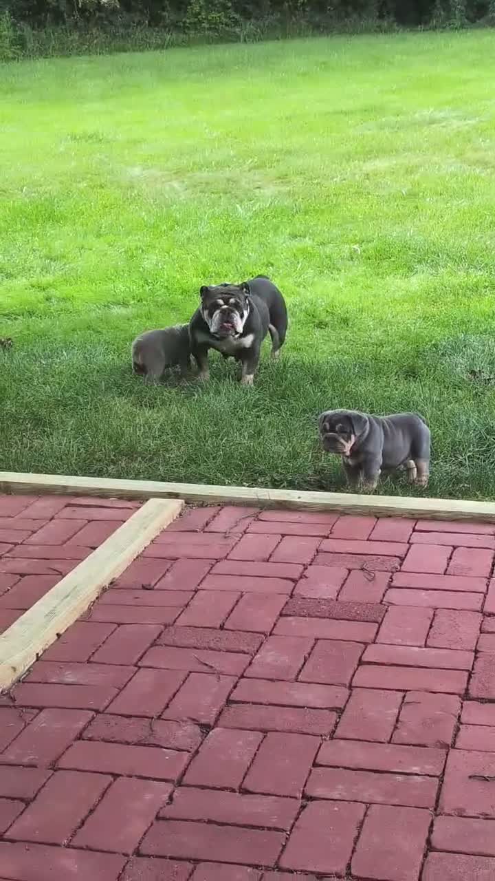 English Bulldog dogs for sale: English Bulldog 1 - Video 1