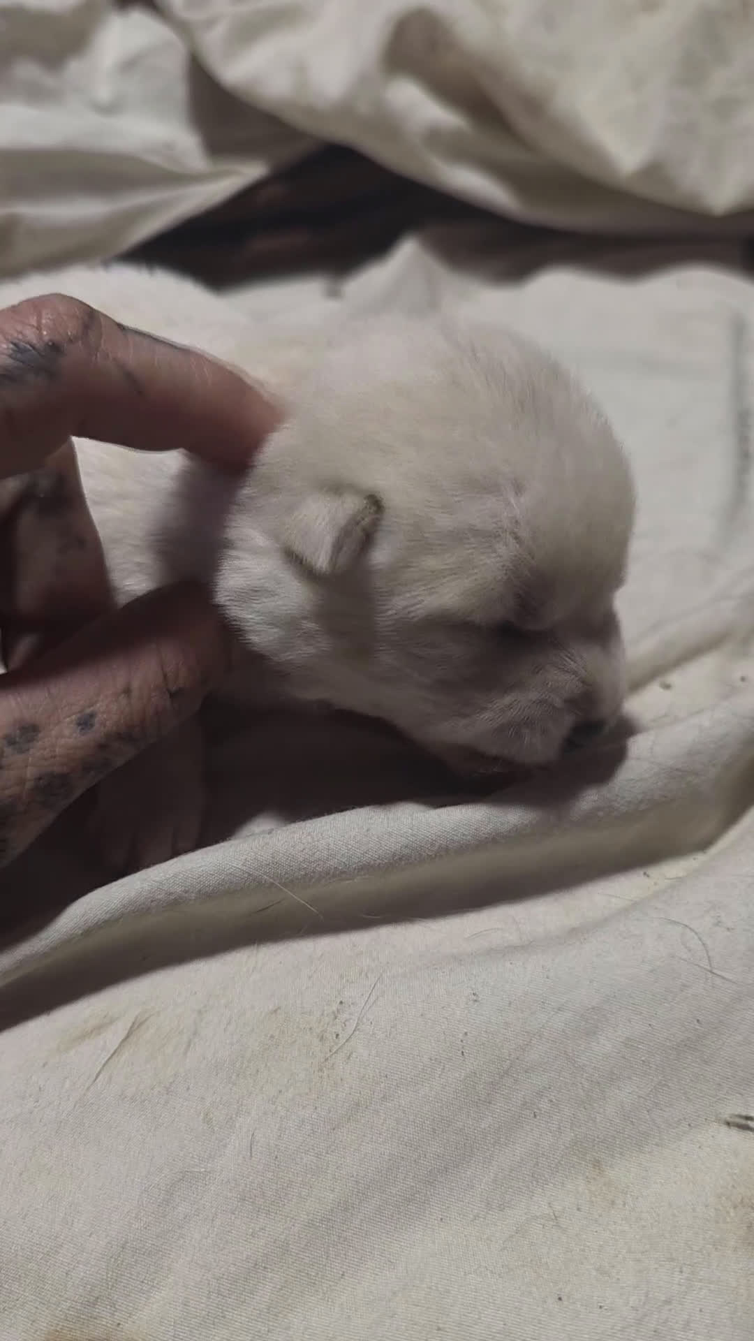 Shiba Inu dogs for sale: Shiba Inu Puppy 1 - Video 1