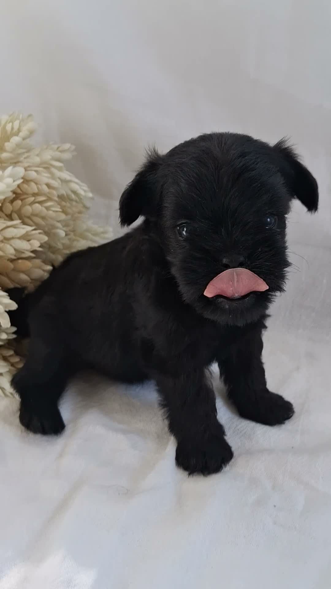 Affenpinscher dogs for sale: LLW JORDY - Video 1